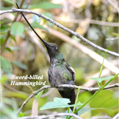 Sword-billed Hummingbird